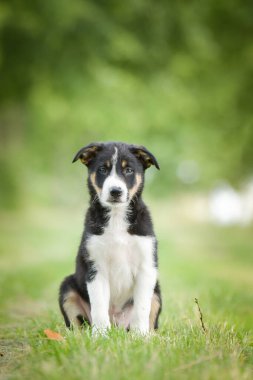 Doğadaki köpeğin bahar portresi. Doğası gereği çok sevimli. Çok güzel bir yüzü var.