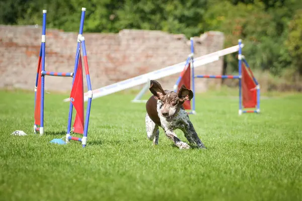 Köpek engellerin üzerinden atlıyor. Czech çeviklik yarışmasında harika bir gün..