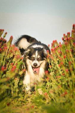 Sınır çobanı kırmızı yoncayla koşuyor. Çok komik bir yüzü var, gülümsüyor.