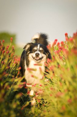 Sınır çobanı kırmızı yoncayla koşuyor. Çok komik bir yüzü var, gülümsüyor.