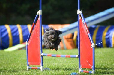Köpek engellerin üzerinden atlıyor. Czech çeviklik yarışmasında harika bir gün..
