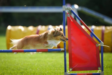 Köpek engellerin üzerinden atlıyor. Czech çeviklik yarışmasında harika bir gün..