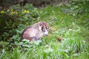 Nasua narica 'nın safariye kapatılmış hali. Safari parkında başıboş dolaşan hayvanlar..