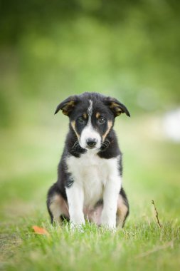 Doğadaki köpeğin bahar portresi. Doğası gereği çok sevimli. Çok güzel bir yüzü var.