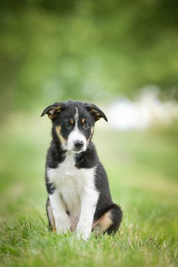 Doğadaki köpeğin bahar portresi. Doğası gereği çok sevimli. Çok güzel bir yüzü var.