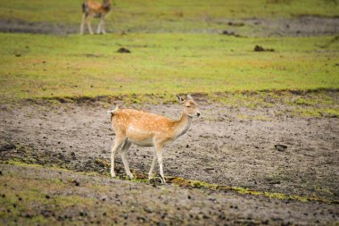 Safaride etrafını saran nadasa ermiş geyik. Safari parkında başıboş dolaşan hayvanlar..