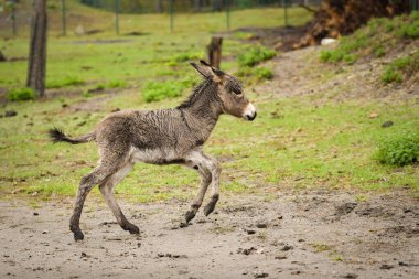 Eşek safaride etrafını dolaşıyor. Safari parkında başıboş dolaşan hayvanlar..
