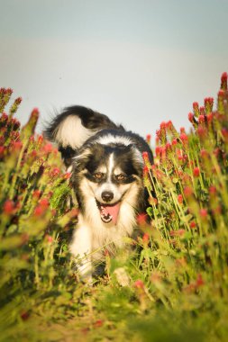 Sınır çobanı kırmızı yoncayla koşuyor. Çok komik bir yüzü var, gülümsüyor.