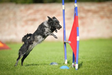 Köpek engellerin üzerinden atlıyor. Czech çeviklik yarışmasında harika bir gün..