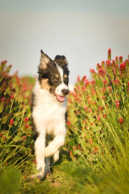 Sınır çobanı kırmızı yoncayla koşuyor. Çok komik bir yüzü var, gülümsüyor.