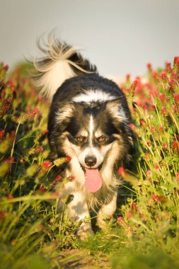 Sınır çobanı kırmızı yoncayla koşuyor. Çok komik bir yüzü var, gülümsüyor.