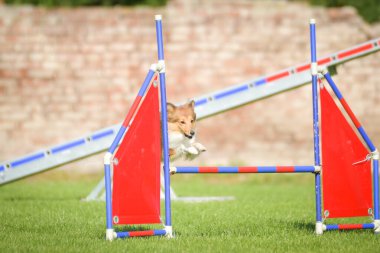 Köpek engellerin üzerinden atlıyor. Czech çeviklik yarışmasında harika bir gün..
