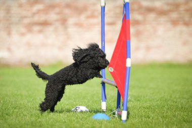 Köpek engellerin üzerinden atlıyor. Czech çeviklik yarışmasında harika bir gün..