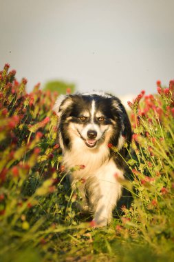 Sınır çobanı kırmızı yoncayla koşuyor. Çok komik bir yüzü var, gülümsüyor.