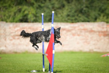 Köpek engellerin üzerinden atlıyor. Czech çeviklik yarışmasında harika bir gün..
