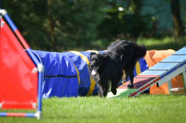 Köpek köpek gezintisinde çeviklik parkında koşuyor. Rekabet için yeni şeyler öğretiyor..