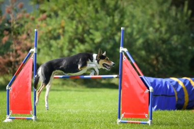 Köpek engellerin üzerinden atlıyor. Czech çeviklik yarışmasında harika bir gün..