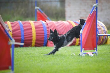 Köpek engellerin üzerinden atlıyor. Czech çeviklik yarışmasında harika bir gün..