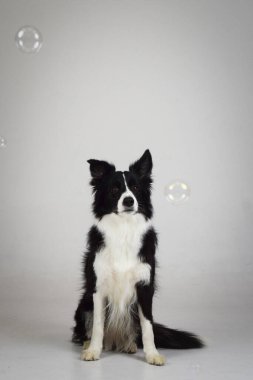 Fotoğraf stüdyosundaki beyaz renkli köpek fotoğrafı. Köpekle fotoğraf stüdyosunda beyaz arka plan.