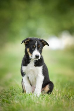 Doğadaki köpeğin bahar portresi. Doğası gereği çok sevimli. Çok güzel bir yüzü var.