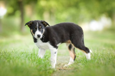 Doğadaki köpeğin bahar portresi. Doğası gereği çok sevimli. Çok güzel bir yüzü var.