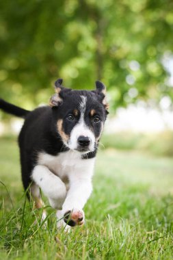 Doğadaki köpeğin bahar portresi. Doğası gereği çok sevimli. Çok güzel bir yüzü var.