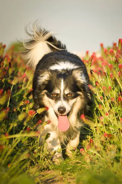 Sınır çobanı kırmızı yoncayla koşuyor. Çok komik bir yüzü var, gülümsüyor.