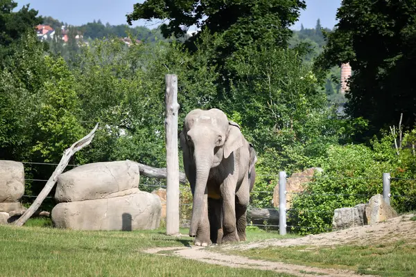 Hayvanat bahçesindeki Hintli erkek fil portresi. O kadar büyük ki, yaşam alanında yürüyor..