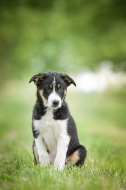 Doğadaki köpeğin bahar portresi. Doğası gereği çok sevimli. Çok güzel bir yüzü var.