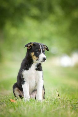 Doğadaki köpeğin bahar portresi. Doğası gereği çok sevimli. Çok güzel bir yüzü var.