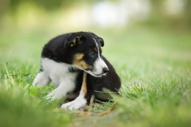 Doğadaki köpeğin bahar portresi. Doğası gereği çok sevimli. Çok güzel bir yüzü var.