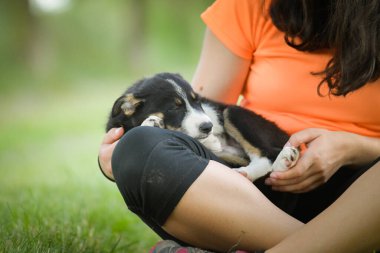 Doğadaki köpeğin bahar portresi. Doğası gereği çok sevimli. Çok güzel bir yüzü var.