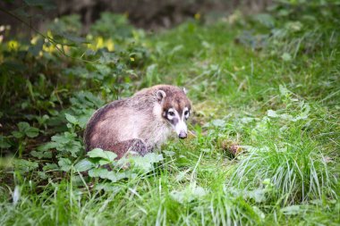 Nasua narica 'nın safariye kapatılmış hali. Safari parkında başıboş dolaşan hayvanlar..