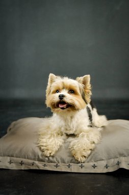 Fotoğraf stüdyosundaki siyah renkli köpeğin fotoğrafı. Köpek ile fotoğraf stüdyosunda siyah arkaplan.
