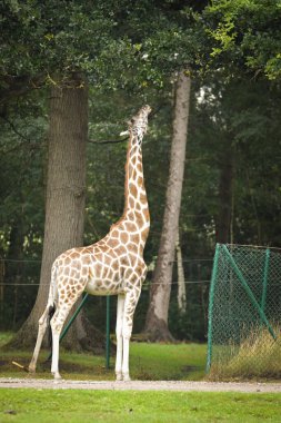 Zürafa safaride etrafını sarıyordu. Safari parkında başıboş dolaşan hayvanlar..