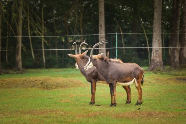 Safarinin etrafındaki Hippotragus Nijer 'i. Safari parkında başıboş dolaşan hayvanlar..