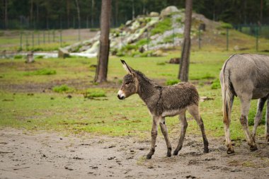 Eşek safaride etrafını dolaşıyor. Safari parkında başıboş dolaşan hayvanlar..