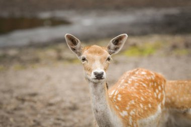 Safaride etrafını saran nadasa ermiş geyik. Safari parkında başıboş dolaşan hayvanlar..