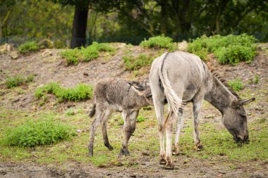 Eşek safaride etrafını dolaşıyor. Safari parkında başıboş dolaşan hayvanlar..