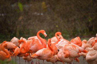 Zoos portrait of flamingos, they are pink and orange. And they are looking so good.