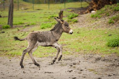 Eşek safaride etrafını dolaşıyor. Safari parkında başıboş dolaşan hayvanlar..
