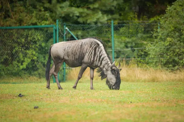 Mavi antilop safari için etrafını sarmış durumda. Safari parkında başıboş dolaşan hayvanlar..