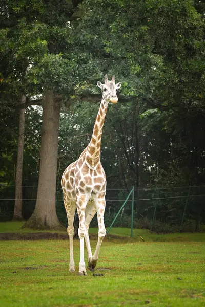 Zürafa safaride etrafını sarıyordu. Safari parkında başıboş dolaşan hayvanlar..