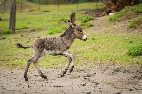 Eşek safaride etrafını dolaşıyor. Safari parkında başıboş dolaşan hayvanlar..