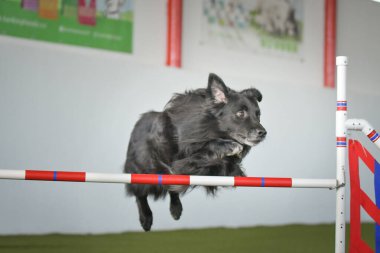 Köpek engellerin üzerinden atlıyor. Czech çeviklik yarışmasında harika bir gün..