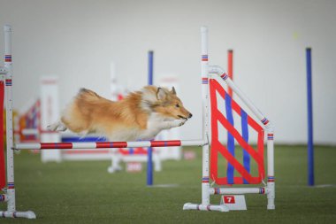 Köpek engellerin üzerinden atlıyor. Czech çeviklik yarışmasında harika bir gün..