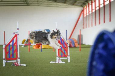 Köpek engellerin üzerinden atlıyor. Czech çeviklik yarışmasında harika bir gün..