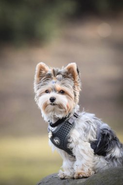 Doğadaki köpeğin sonbahar portresi. Doğası gereği çok sevimli. Çok güzel bir yüzü var.