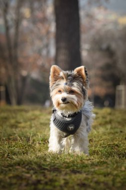 Doğadaki köpeğin sonbahar portresi. Doğası gereği çok sevimli. Çok güzel bir yüzü var.