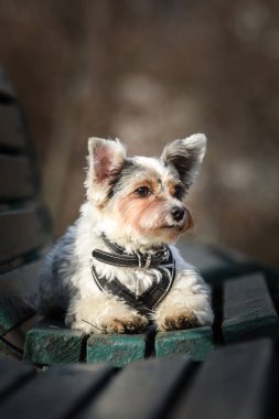 Doğadaki köpeğin sonbahar portresi. Doğası gereği çok sevimli. Çok güzel bir yüzü var.